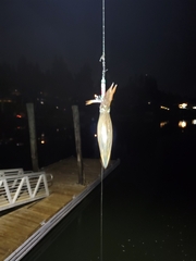 Doryteuthis opalescens