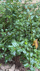 Ilex cornuta
