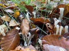 Clavulina rugosa
