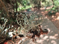 Ramalina stenospora