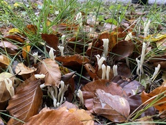 Clavulina rugosa