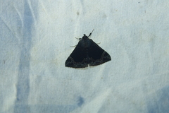 Hypena abalienalis