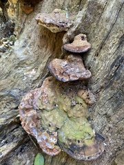 Ganoderma