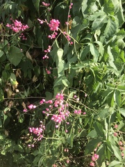 Antigonon leptopus
