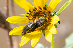 Acmaeodera flavomarginata