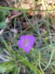 Agalinis fasciculata