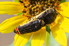 Acmaeodera flavomarginata