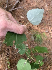 Populus alba