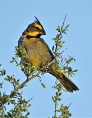 Gubernatrix cristata