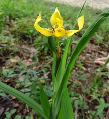 Trimezia steyermarkii