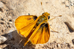 Copaeodes aurantiaca