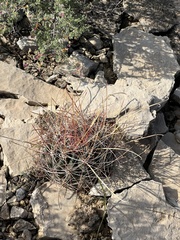 Hamatocactus hamatacanthus