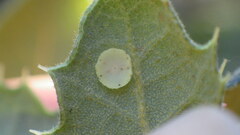 Paracraspis guadaloupensis