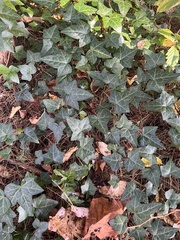 Hedera helix