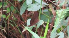 Satyrinae