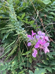 Cleome