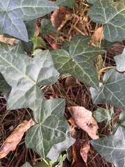 Hedera helix