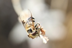 Copestylum apiciferum