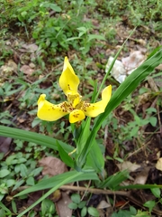 Trimezia steyermarkii