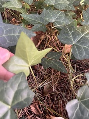Hedera helix