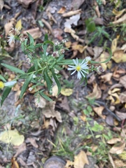 Symphyotrichum lanceolatum