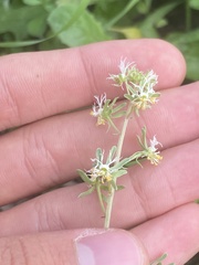 Reseda phyteuma