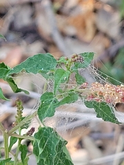 Acalypha phleoides