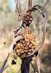 Cuscuta glomerata