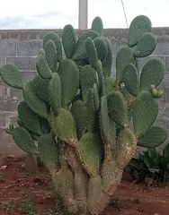 Opuntia