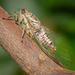 Paperbark Cicada - Photo (c) Joel Poyitt, some rights reserved (CC BY-NC), uploaded by Joel Poyitt