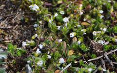 Cerastium semidecandrum