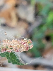 Acalypha phleoides