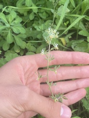 Reseda phyteuma