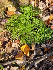 Lycopodiaceae