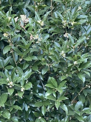 Osmanthus fragrans