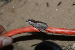 Catocala ultronia