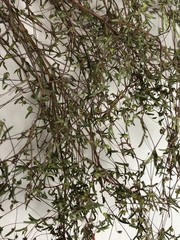 Euphorbia gracillima