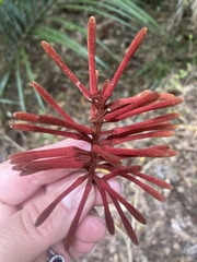 Knightia excelsa