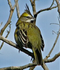 Gubernatrix cristata