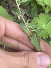 Reseda phyteuma