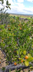 Celtis pallida