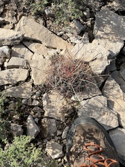 Hamatocactus hamatacanthus