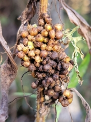 Cuscuta glomerata