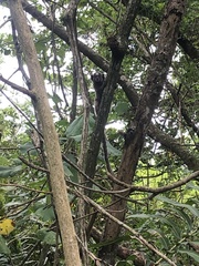 Callithrix penicillata