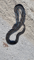 Thamnophis sirtalis similis