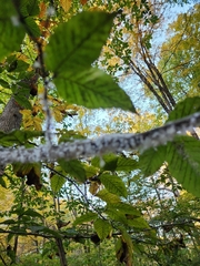 Grylloprociphilus imbricator