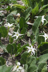 Jaborosa integrifolia