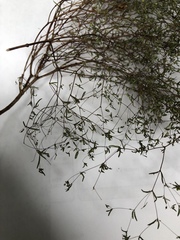 Euphorbia gracillima