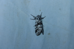 Panthea acronyctoides