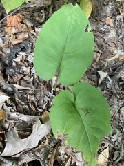 Eurybia